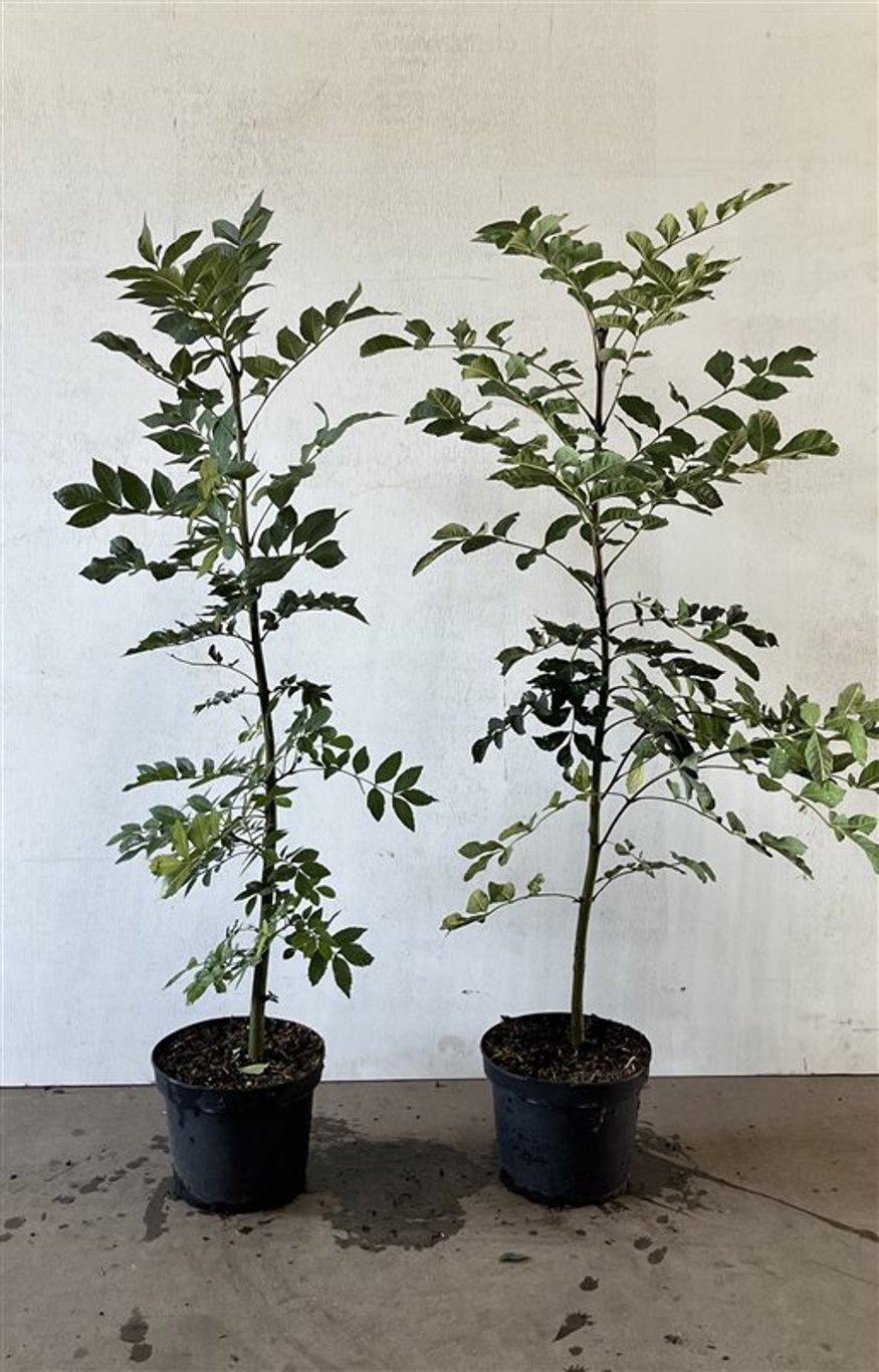 Fraxinus excelsior - C5 100-125 CM